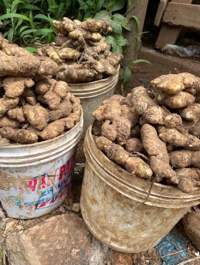 Freshly harvested ginger