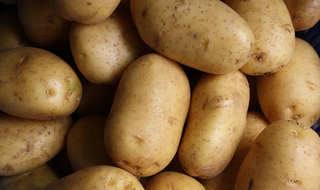 Farm Fresh Irish Potatoes